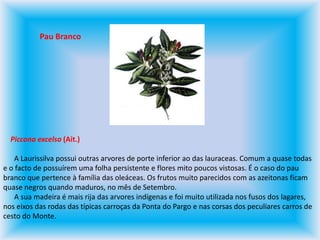 Pau BrancoPiccona excelsa (Ait.)      A Laurissilva possui outras arvores de porte inferior ao das lauraceas. Comum a quase todas e o facto de possuírem uma folha persistente e flores mito poucos vistosas. É o caso do pau branco que pertence à família das oleáceas. Os frutos muito parecidos com as azeitonas ficam quase negros quando maduros, no mês de Setembro.       A sua madeira é mais rija das arvores indígenas e foi muito utilizada nos fusos dos lagares, nos eixos das rodas das típicas carroças da Ponta do Pargo e nas corsas dos peculiares carros de cesto do Monte.