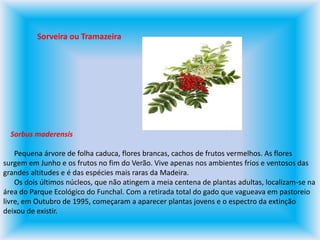 Sorveira ou Tramazeira     Sorbus maderensis      Pequena árvore de folha caduca, flores brancas, cachos de frutos vermelhos. As flores surgem em Junho e os frutos no fim do Verão. Vive apenas nos ambientes frios e ventosos das grandes altitudes e é das espécies mais raras da Madeira.       Os dois últimos núcleos, que não atingem a meia centena de plantas adultas, localizam-se na área do Parque Ecológico do Funchal. Com a retirada total do gado que vagueava em pastoreio livre, em Outubro de 1995, começaram a aparecer plantas jovens e o espectro da extinção deixou de existir.