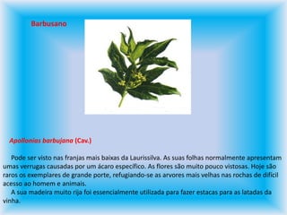 Barbusano    Apollonias barbujana (Cav.)     Pode ser visto nas franjas mais baixas da Laurissilva. As suas folhas normalmente apresentam umas verrugas causadas por um ácaro específico. As flores são muito pouco vistosas. Hoje são raros os exemplares de grande porte, refugiando-se as arvores mais velhas nas rochas de difícil acesso ao homem e animais.      A sua madeira muito rija foi essencialmente utilizada para fazer estacas para as latadas da vinha.