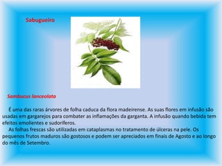 SabugueiroSambucus lanceolata     É uma das raras árvores de folha caduca da flora madeirense. As suas flores em infusão são usadas em gargarejos para combater as inflamações da garganta. A infusão quando bebida tem efeitos emolientes e sudoríferos.      As folhas frescas são utilizadas em cataplasmas no tratamento de úlceras na pele. Os pequenos frutos maduros são gostosos e podem ser apreciados em finais de Agosto e ao longo do mês de Setembro.