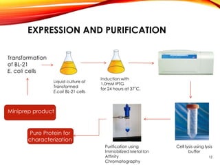 EXPRESSION AND PURIFICATION
Liquid culture of
Transformed
E.coli BL-21 cells
Induction with
1.0mM IPTG
for 24 hours at 37˚C.
Cell lysis using lysis
buffer
Purification using
Immobilized Metal Ion
Affinity
Chromatography
Miniprep product
Transformation
of BL-21
E. coli cells
Pure Protein for
characterization
12
 