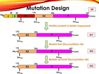 7
NH2
COOHF E K1 K2 P
50 87 175 256 527
Asn184
Asn448
Asn117
Smaller protein is better expressed!
NH2 COOHK2 P
175 256 527
Asn448Asn184
Mutate first Glycosylation site
NH2 COOHK2 P
175 256 527
Asn448Gln184
Mutate second Glycosylation site
NH2 COOHK2 P
175 256 527
Gln448Gln184
M1
M2
M3
WtMutation Design
 