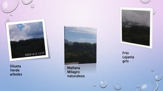 Silueta
Verde
arboles
Mañana
Milagro
naturaleza
Frio
Lejania
gris
 