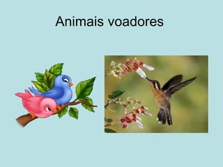 Animais voadores  
