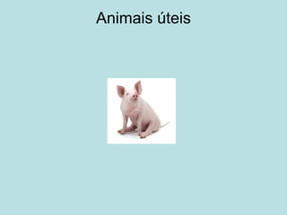 Animais úteis 