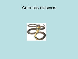 Animais nocivos 