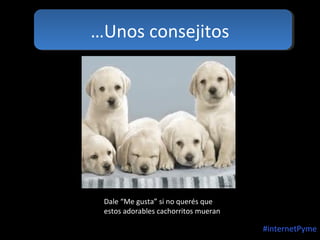 …Unos consejitos

Dale “Me gusta” si no querés que
estos adorables cachorritos mueran

#internetPyme

 
