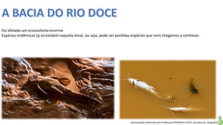 Apresentação elaborada pela Professora FERNANDA LOPES, disciplina de Geografia
Foi afetado um ecossistema enorme.
Espécies endêmicas (q só existem naquela área)..ou seja, pode ser perdidas espécies que nem chegamos a conhecer.
 