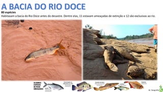 Apresentação elaborada pela Professora FERNANDA LOPES, disciplina de Geografia
80 espécies
Habitavam a bacia do Rio Doce antes do desastre. Dentre elas, 11 estavam ameaçadas de extinção e 12 são exclusivas ao rio.
 