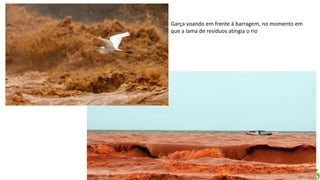 Apresentação elaborada pela Professora FERNANDA LOPES, disciplina de Geografia
Garça voando em frente à barragem, no momento em
que a lama de resíduos atingia o rio
 