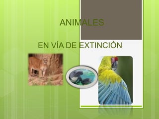 ANIMALES
EN VÍA DE EXTINCIÓN
 