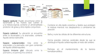 Espacio epidural: Puede encontrarse entre la
duramadre y los huesos que cubren el
y la médula espinal, contiene un almohadillado
protector de grasa y otros tejidos conjuntivos
Espacio subdural: Su ubicación se encuentra
entre la duramadre y la aracnoides. contiene
líquido seroso lubricante.
Espacio subaracnoideo: Esta entre la
aracnoides y la piamadre, con gran contenido
de líquido cefalorraquídeo.
Espacio limitante glial: Ubicado entre la
piamadre y el parenquima cerebral.
Contiene en ella tejido conectivo y lípidos que protegen
la médula mientras nos desplazamos o cambiamos de
posición.
Forma grandes cisternas cerebrales desde las que se
distribuye el líquido cefalorraquídeo al resto del cerebro.
Baña y nutre las células de las diferentes estructuras.
Participa en el mantenimiento de la barrera
hematoencefálica.
Función
 