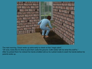 The next morning, Orson woke up extra early to check on the “magic plant”.
“Oh wow, looks like it’s time to pick them outta the ground. Collin better tell me what this stuff is.”
After he picked them he noticed his hands smelled odd so he rushed inside to wash his hands before his
parents woke up.
 