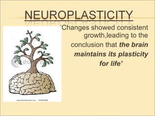 ‘ Changes showed consistent  growth,leading to the  conclusion that  the brain  maintains its plasticity  for life’   