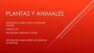 PLANTAS Y ANIMALES
ESTUDIANTE: MARIA PAULA GONZALEZ
JIMENEZ
GRADO: 8-5
PROFESORA: BRIGITHE CASTRO
INFORME DE LABOATORIO DE CIENCIAS
NATURALES
 