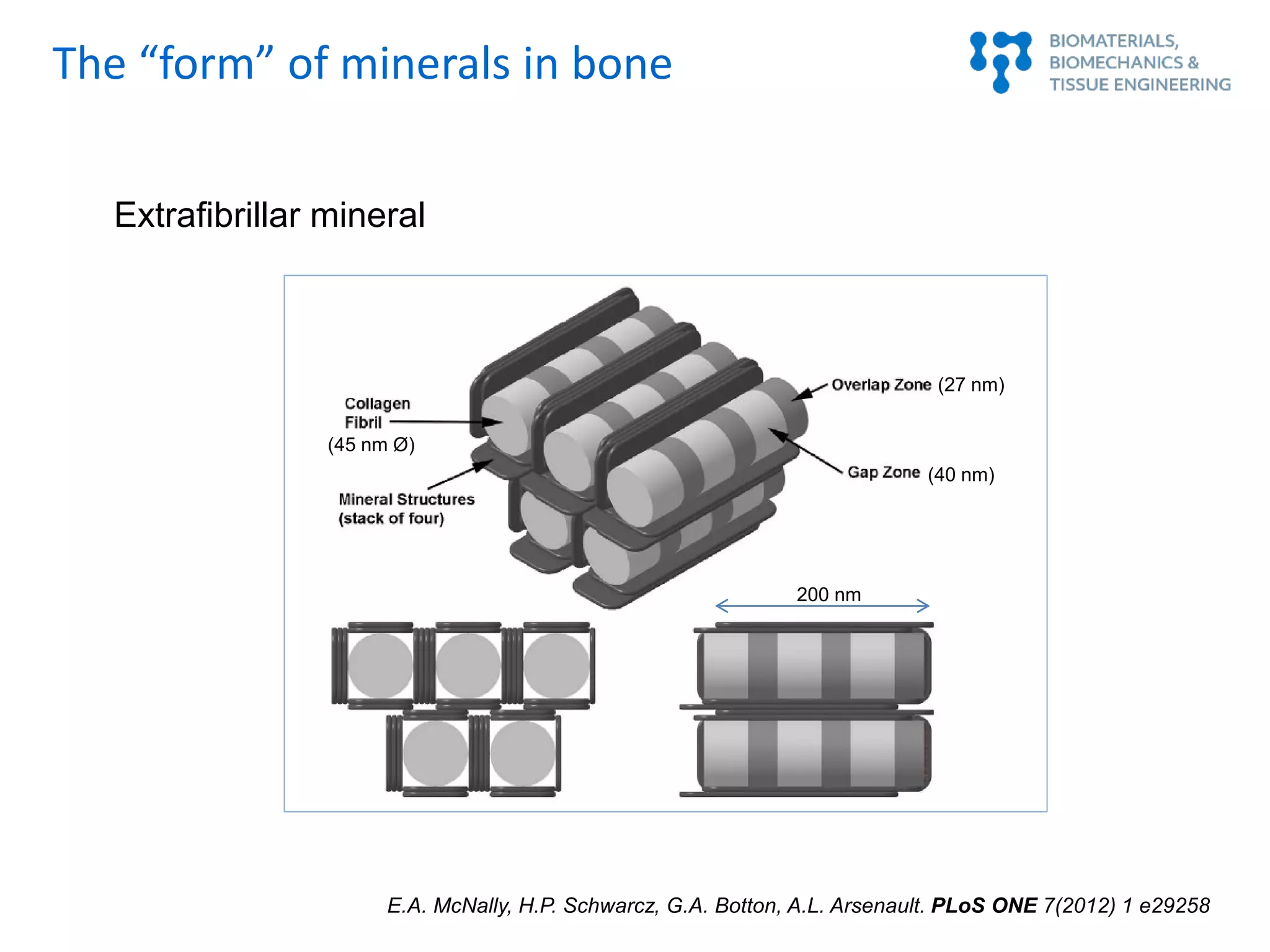 E.A. McNally, H.P. Schwarcz, G.A. Botton, A.L. Arsenault. PLoS ONE 7(2012) 1 e29258
Extrafibrillar mineral
(40 nm)
(27 nm)
(45 nm Ø)
200 nm
The “form” of minerals in bone
 