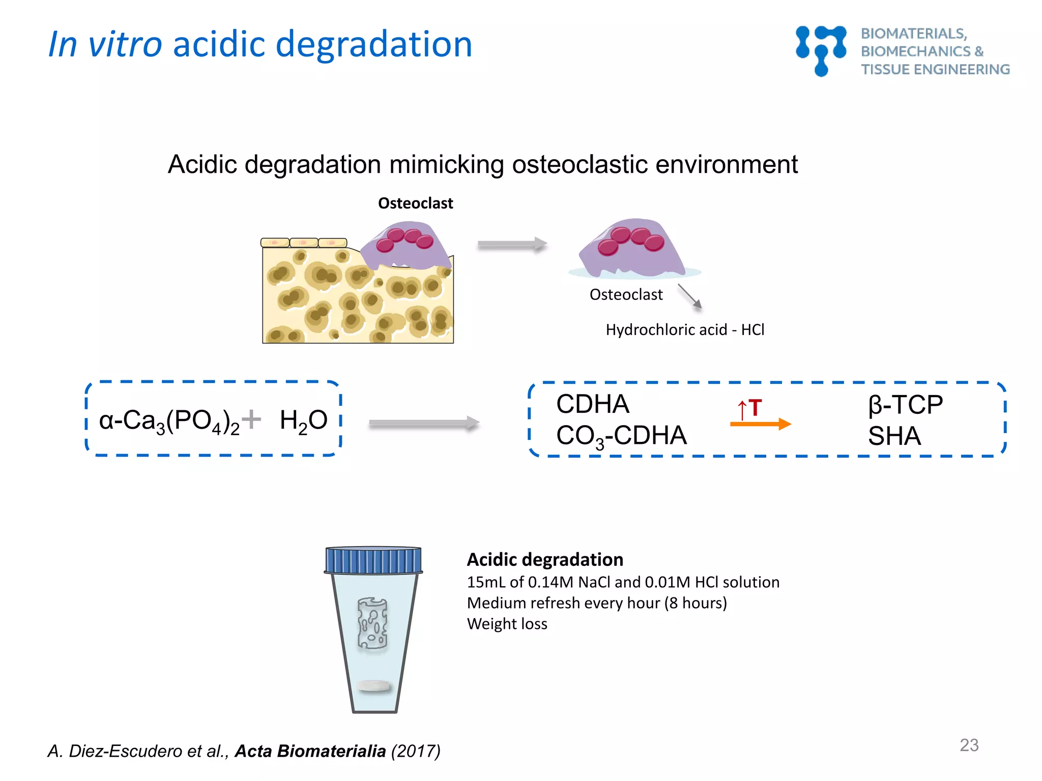 Acidic degradation
15mL of 0.14M NaCl and 0.01M HCl solution
Medium refresh every hour (8 hours)
Weight loss
Acidic degradation mimicking osteoclastic environment
CDHA
CO3-CDHA
α-Ca3(PO4)2+ H2O ↑T β-TCP
SHA
Osteoclast
Osteoclast
Hydrochloric acid - HCl
In vitro acidic degradation
A. Diez-Escudero et al., Acta Biomaterialia (2017) 23
 