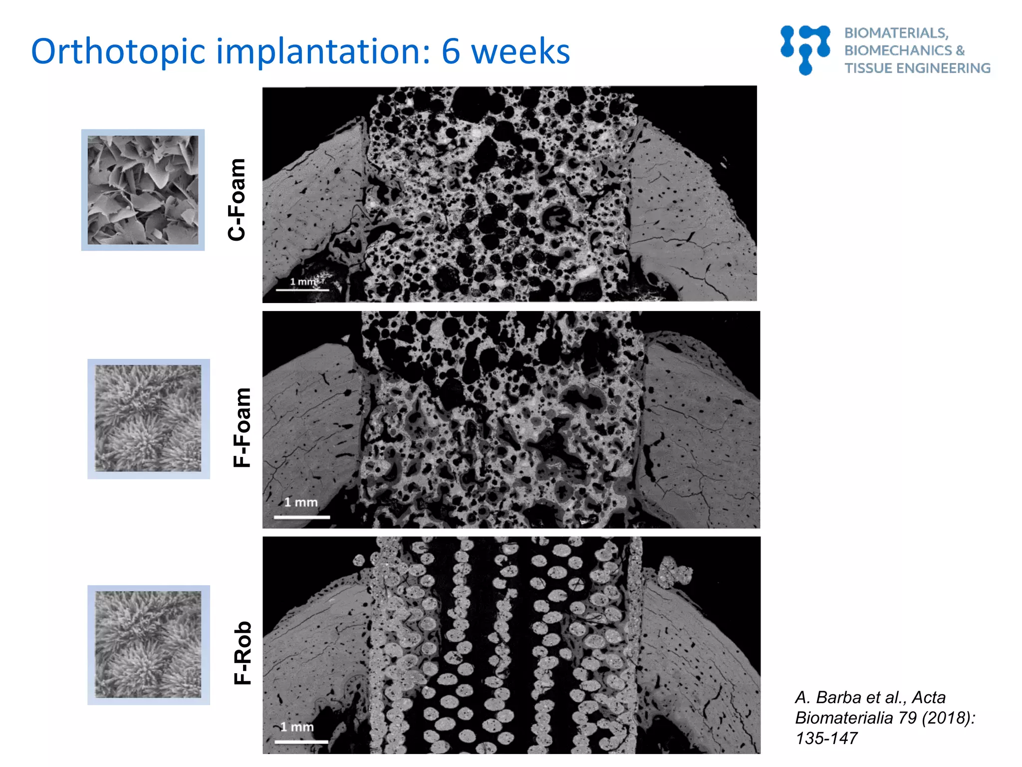 Orthotopic implantation: 6 weeks
C-FoamF-RobF-Foam
A. Barba et al., Acta
Biomaterialia 79 (2018):
135-147
 
