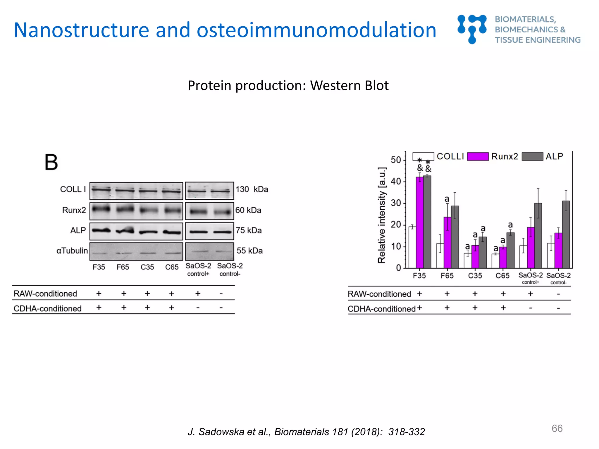 66
Protein production: Western Blot
Nanostructure and osteoimmunomodulation
J. Sadowska et al., Biomaterials 181 (2018): 318-332
 