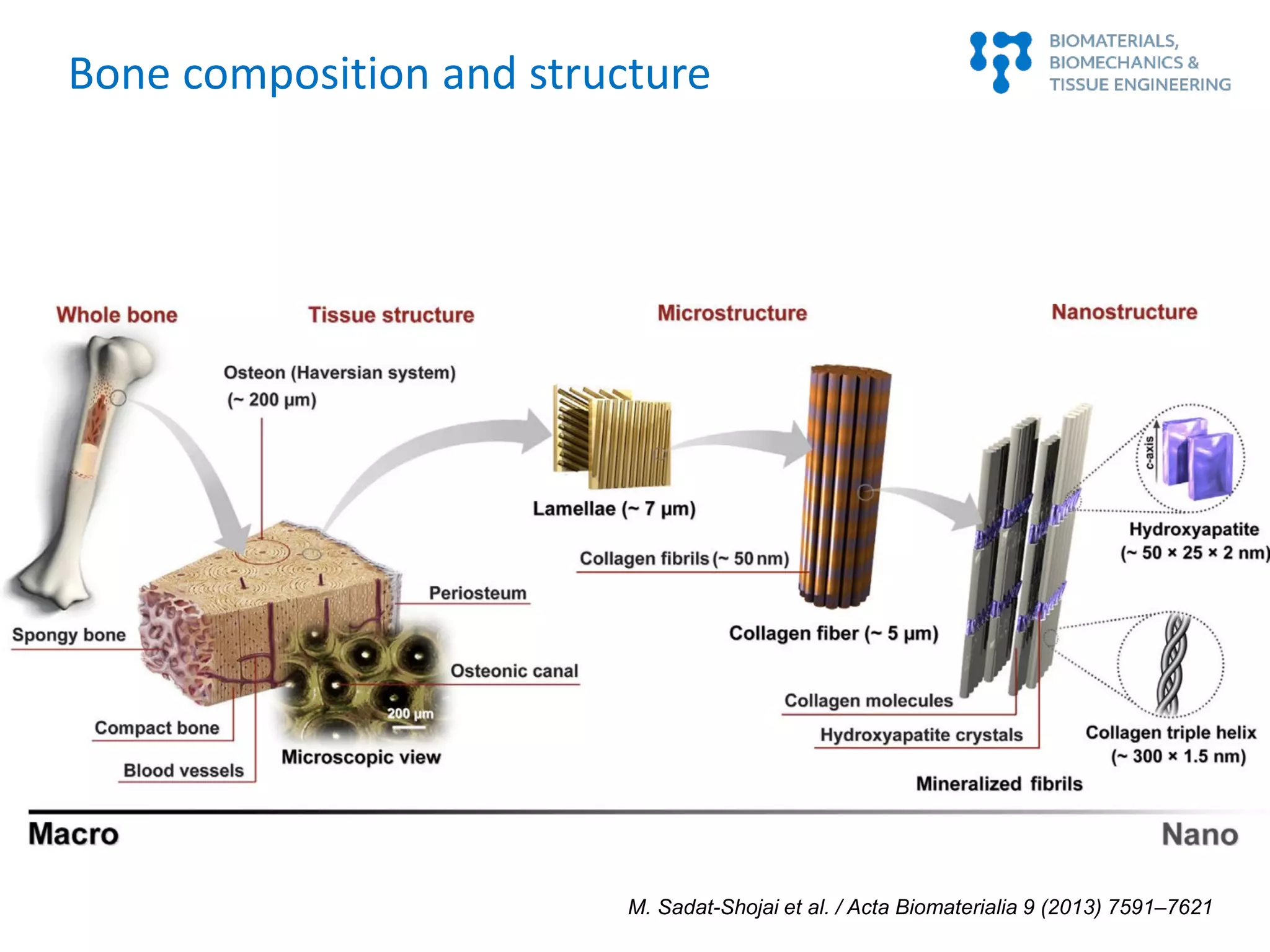 Bone composition and structure
M. Sadat-Shojai et al. / Acta Biomaterialia 9 (2013) 7591–7621
 