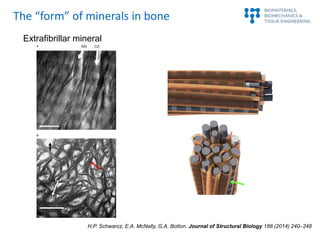 H.P. Schwarcz, E.A. McNally, G.A. Botton. Journal of Structural Biology 188 (2014) 240–248
Extrafibrillar mineral
The “for...