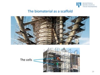 The biomaterial as a scaffold
The cells
29
 