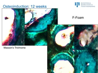 F-Foam
Masson’s Trichrome
Osteoinduction: 12 weeks
 