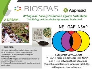 NSAP
SUMMARY CONCLUSION
✓ GAP is more similar to NE than NSAP
and it is in between those situations
(Growth promoters, phosphorus availability,
pathogens as controllers, etc)
GAP
BIOlogía del Suelo y Producción Agraria Sustentable
(Soil Biology and Sustainable Agricultural Production)
NE
A DREAM…
: i) interpretation of the biological processes that
occur in soil and its impact on productivity
ii) the impact of soil pathogens causing and
controlling diseases
iii) the use of biological soil variables as indicators of
environmental performance
iv) the use of microorganisms with specific agronomic
applications.
NEXT STEPS…
 