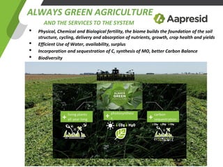 • Physical, Chemical and Biological fertility, the biome builds the foundation of the soil
structure, cycling, delivery and absorption of nutrients, growth, crop health and yields
• Efficient Use of Water, availability, surplus
• Incorporation and sequestration of C, synthesis of MO, better Carbon Balance
• Biodiversity
ALWAYS GREEN AGRICULTURE
AND THE SERVICES TO THE SYSTEM
 