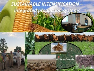 María Teresa – Sur de Santa Fe
Ea. La Barrancosa
SUSTAINABLE INTENSIFICATION –
Integrated production systems
 
