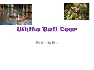 White Tail Deer By Maria Bos 