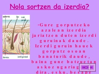Nola sortzen da izerdia? -Gure gorputzeko azalean izerdia jariatzen duten izerdi guruinak daude. Izerdi guruin hauek gorputz osoan banaturik daude, baina gune batzuetan askoz ugariagoak dira, esku, besape eta oinazpietan esatebaterako. 