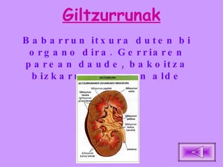 Giltzurrunak Babarrun itxura duten bi organo dira. Gerriaren parean daude, bakoitza bizkarrezurraren alde banatan. 