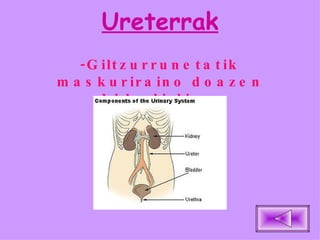 Ureterrak -Giltzurrunetatik maskuriraino doazen bi hodi dira. 