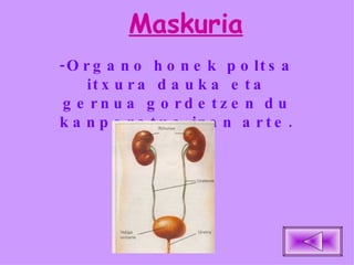 Maskuria -Organo honek poltsa itxura dauka eta gernua gordetzen du kanporatua izan arte. 