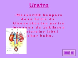 Uretra -Maskuritik kanpora doan hodia da. Gizonezkoetan uretra luzeagoa da zakilaren punturaino iritsi behar baitu. 