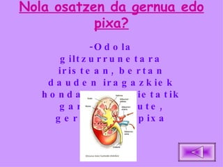 Nola osatzen da gernua edo pixa? -Odola giltzurrunetara iristean, bertan dauden iragazkiek hondakin guztietatik garbitzen dute, gernua edo pixa osatuz. 