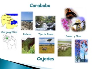 Carabobo 
Ubc geográfica 
Relieve Tipo de Bioma 
Fauna y Flora 
Cojedes 
 