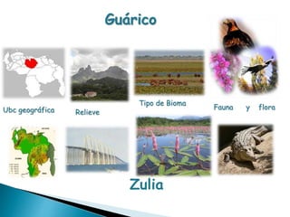 Guárico 
Ubc geográfica Relieve 
Tipo de Bioma 
Fauna y flora 
Zulia 
 