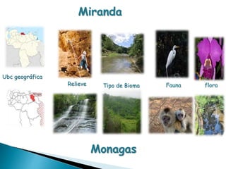 Miranda 
Ubc geográfica 
Relieve Tipo de Bioma Fauna flora 
Monagas 
 