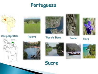 Portuguesa 
Ubc geográfica Relieve Tipo de Bioma Fauna Flora 
Sucre 
 