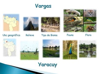 Vargas 
Ubc geográfica Relieve Tipo de Bioma Fauna Flora 
Yaracuy 
 