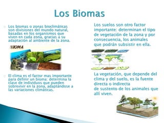 Los biomas o zonas bioclimáticas 
son divisiones del mundo natural, 
basadas en los organismos que 
viven en cada zona, gracias a su 
adaptación al ambiente de la zona. 
El clima es el factor mas importante 
para definir un bioma: determina la 
clase de individuos que pueden 
sobrevivir en la zona, adaptándose a 
las variaciones climáticas. 
Los suelos son otro factor 
importante: determinan el tipo 
de vegetación de la zona y por 
consecuencia, los animales 
que podrán subsistir en ella. 
La vegetación, que depende del 
clima y del suelo, es la fuente 
directa o indirecta 
de sustento de los animales que 
allí viven. 
 