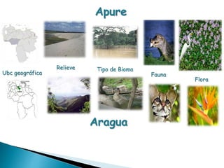Apure 
Ubc geográfica 
Relieve Tipo de Bioma 
Fauna 
Flora 
Aragua 
 