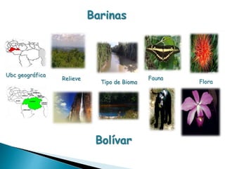Barinas 
Ubc geográfica 
Relieve 
Tipo de Bioma 
Fauna 
Flora 
Bolívar 
 