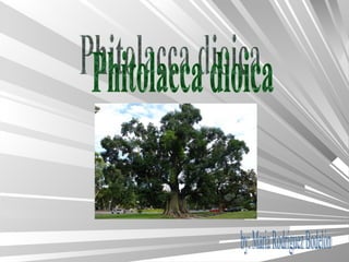 Phitolacca dioica by: Maria Rodríguez Bodelón 