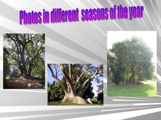 Photos in different  seasons of the year 