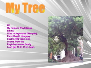 My Tree Hi! My name is Phytolacca dioica.  I live in Argentina (Pampas), Peru, Brazil, Uruguay.  I get to 400 years old.  I come from the Phytolaccaceae family I can get 10 to 15 m. high. 