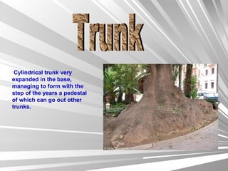 Trunk   Cylindrical trunk very expanded in the base, managing to form with the step of the years a pedestal of which can go out other trunks. 