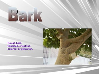 Rough bark, fisurated, chestnut-colored  or yellowish. Bark 